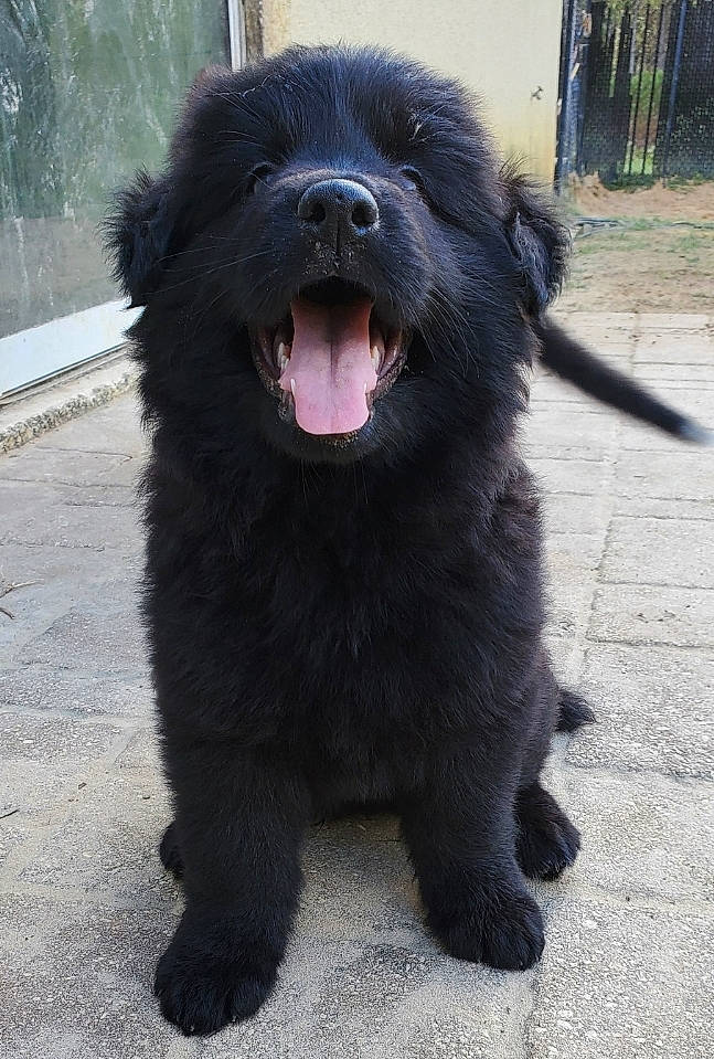 Lennon is registered to the contest to win money with this photo: ancient_dog_breeds, bakharwal_dog, canidae, carnivore, companion_dog, dog, dog_breed, mammal, newfoundland, nose, puppy, sporting_group, vertebrate