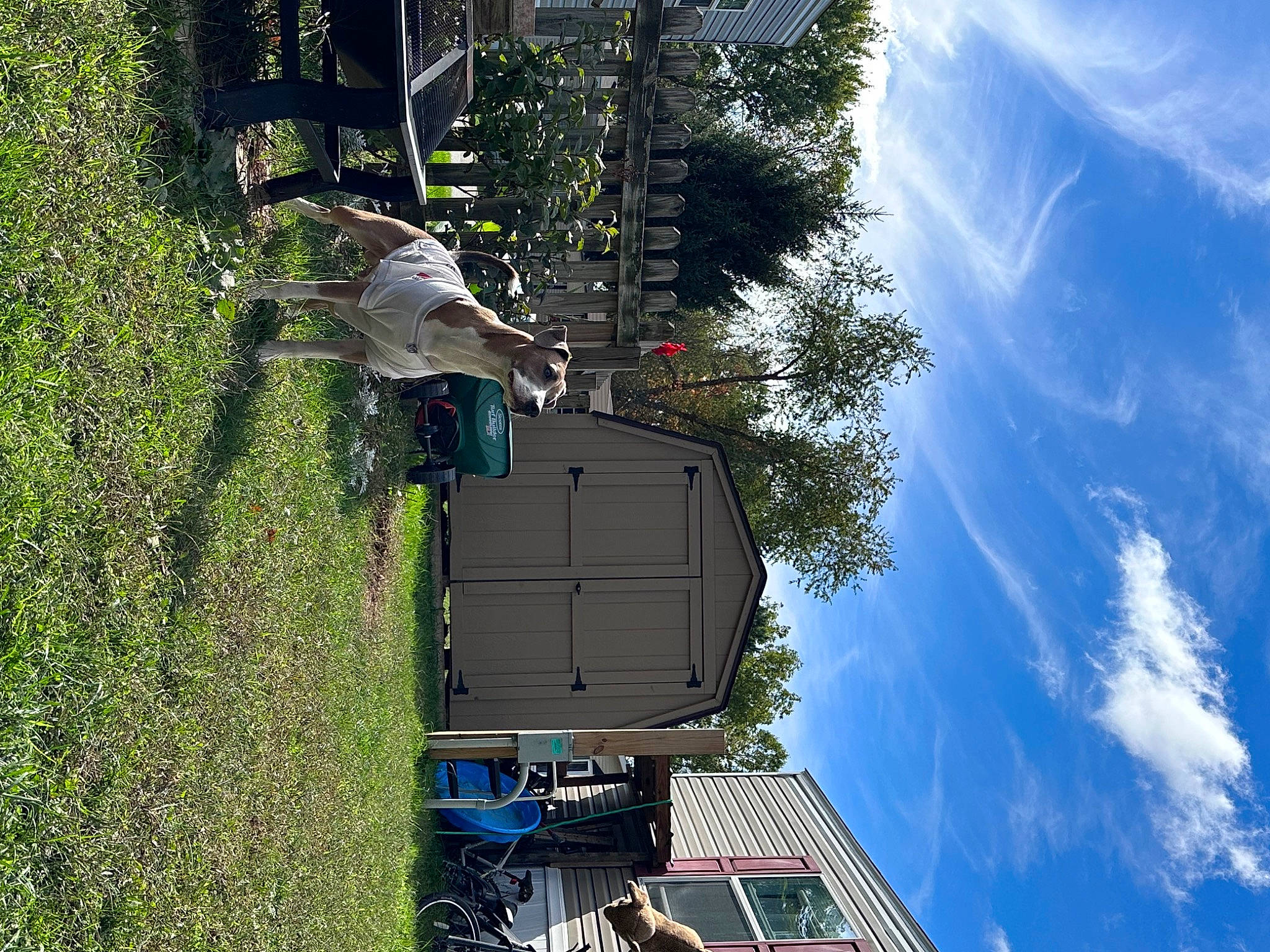 Moose is registered to the contest to win money with this photo: biome, blue, building, cloud, cumulus, daytime, electric_blue, facade, green, house, landscape, leaf, leisure, nature, plant, sky, tree, urban_design, vegetation, world