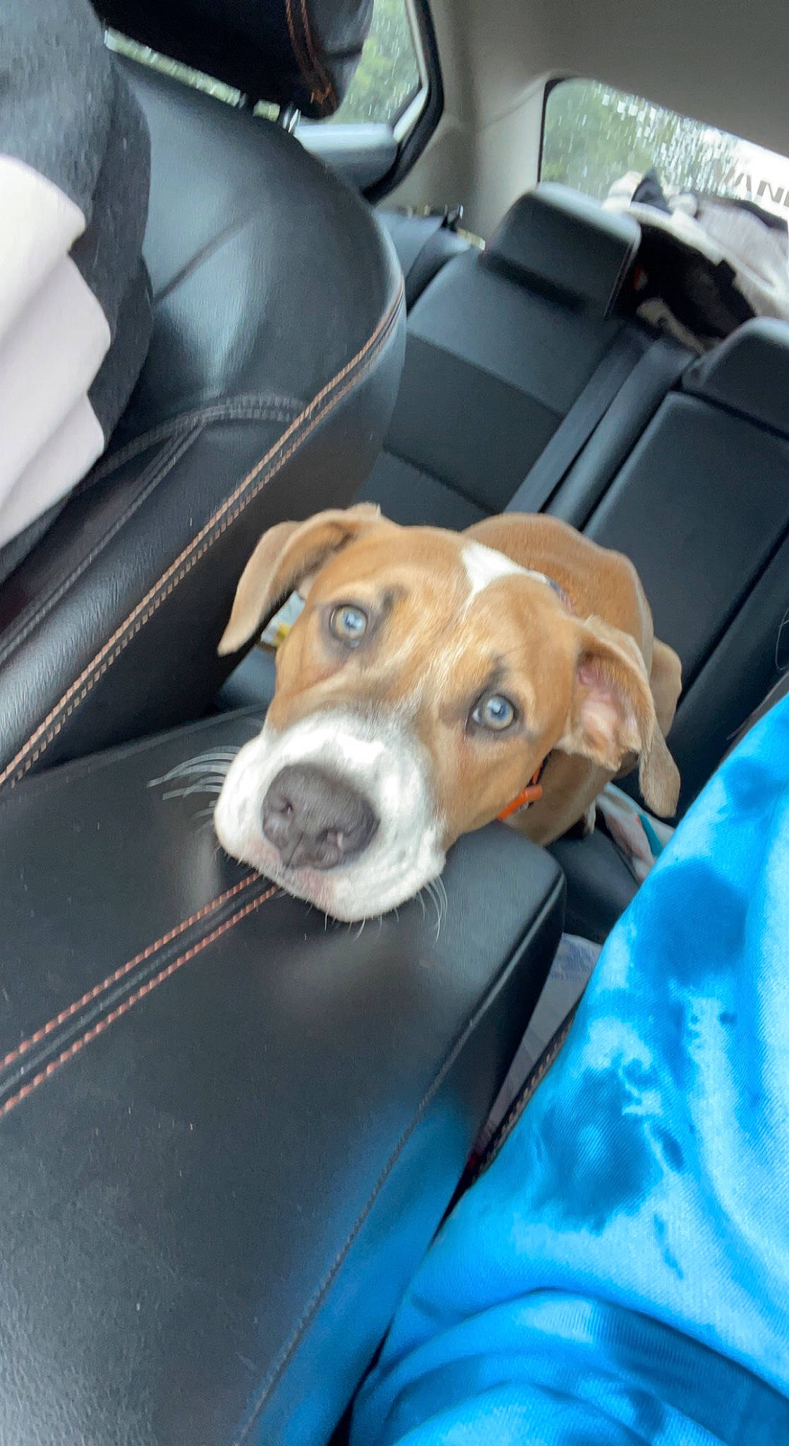 Moose is registered to the contest to win money with this photo: auto_part, automotive_design, automotive_exterior, car, car_seat, car_seat_cover, carnivore, collar, comfort, companion_dog, dog, dog_breed, fawn, head_restraint, motor_vehicle, snout, sporting_group, vehicle, vehicle_door, working_animal