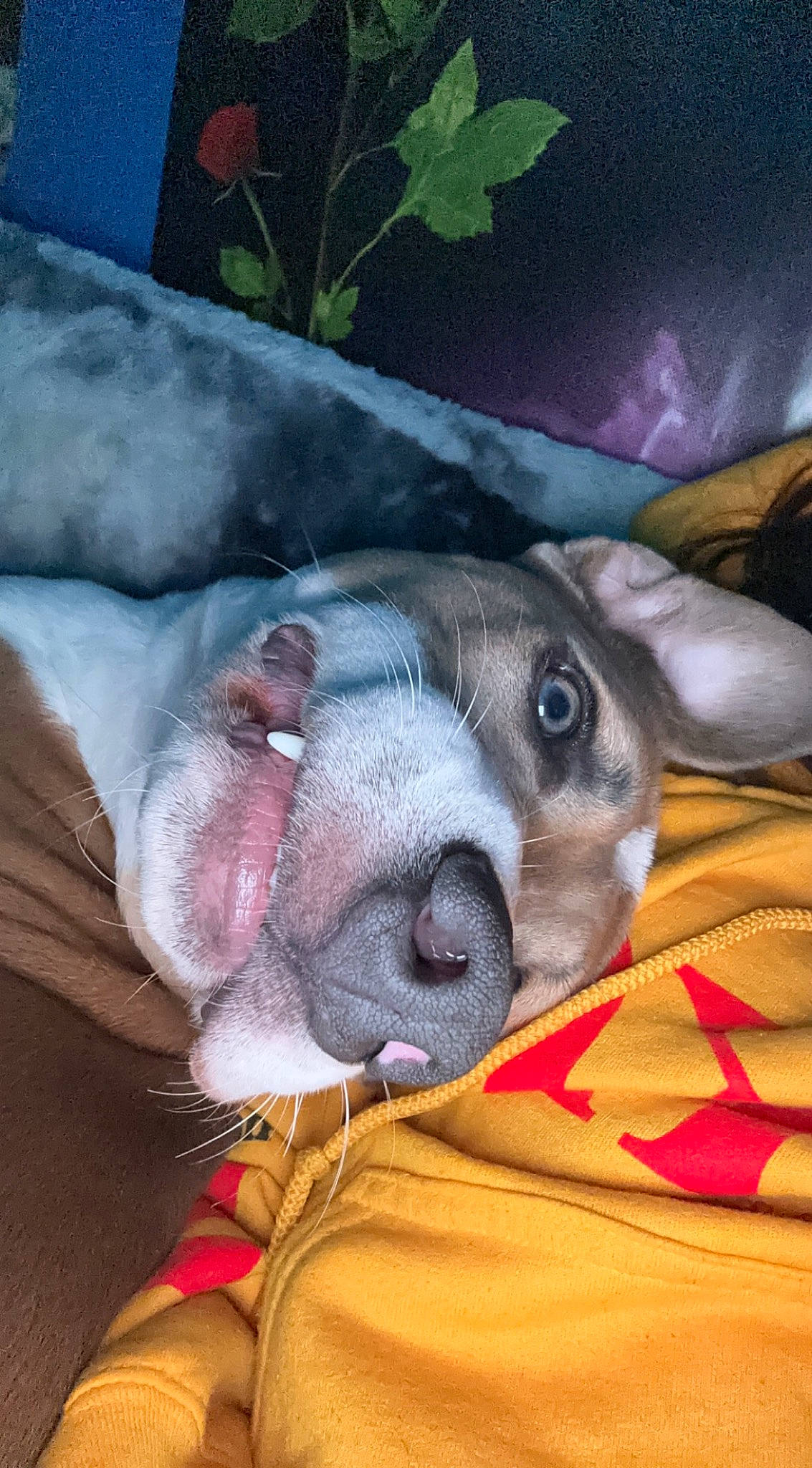 Moose is registered to the contest to win money with this photo: canidae, carnivore, comfort, companion_dog, dog, dog_breed, ear, fawn, fur, jaw, liver, nap, nose, paw, snout, sporting_group, toy_dog, whiskers, working_animal, wrinkle