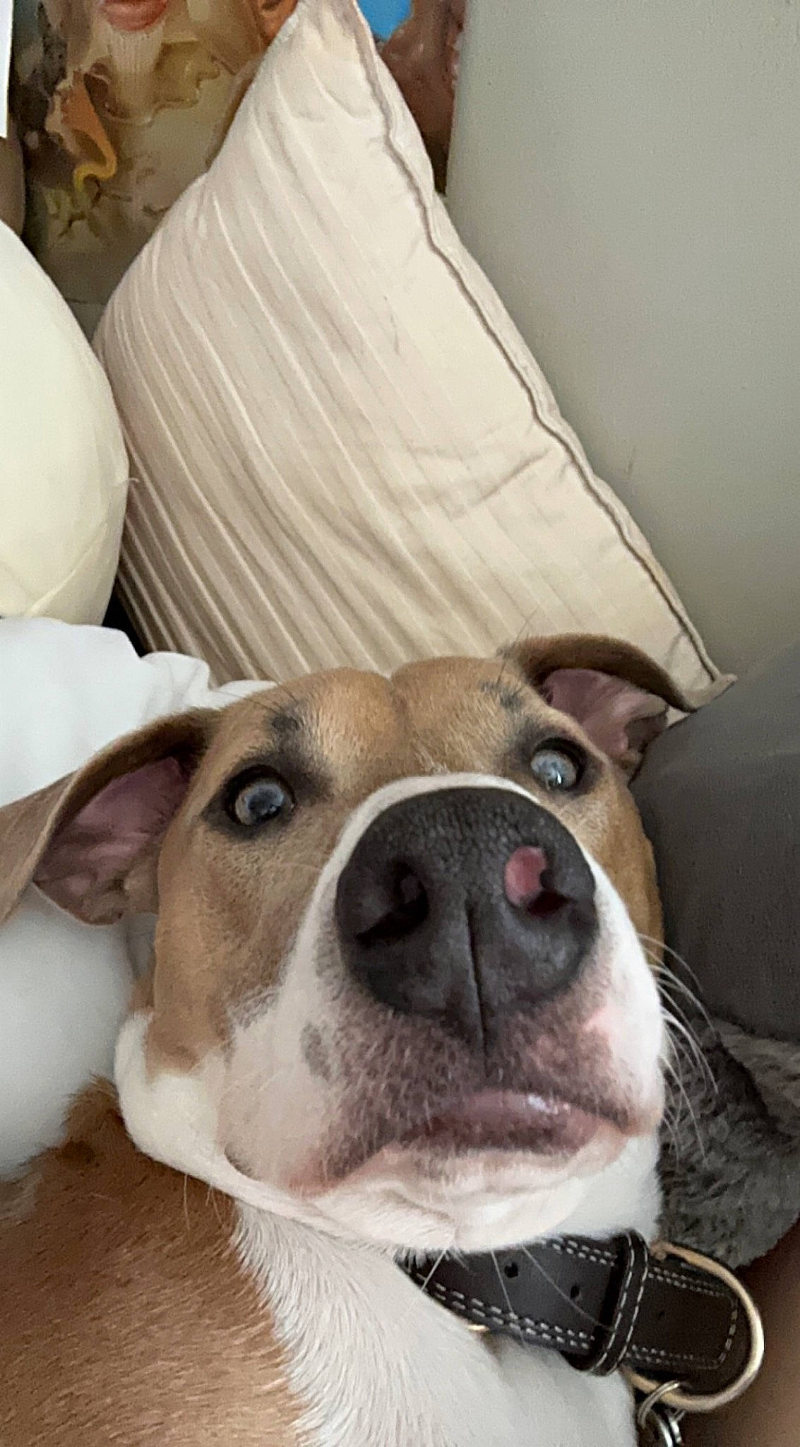 Moose joined the competition — help win amazing prizes! canidae, carnivore, collar, comfort, companion_dog, couch, dog, dog_breed, ear, fawn, fur, jaw, linens, paw, selfie, snout, sporting_group, whiskers, working_animal, wrinkle