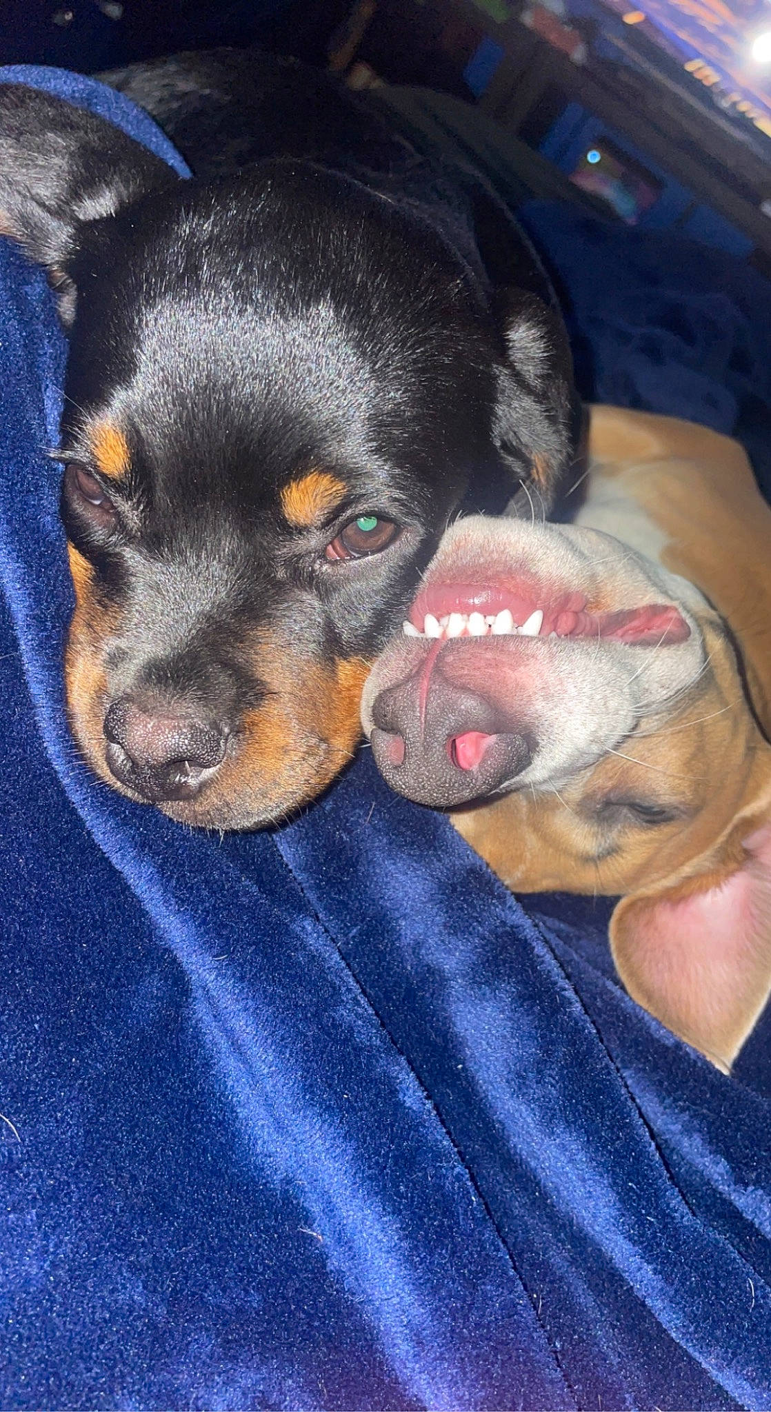 Moose is registered to the contest to win money with this photo: canidae, carnivore, comfort, companion_dog, dog, dog_breed, ear, fur, guard_dog, hunting_dog, montenegrin_mountain_hound, paw, puppy, snout, sporting_group, toy_dog, whiskers, working_animal, working_dog