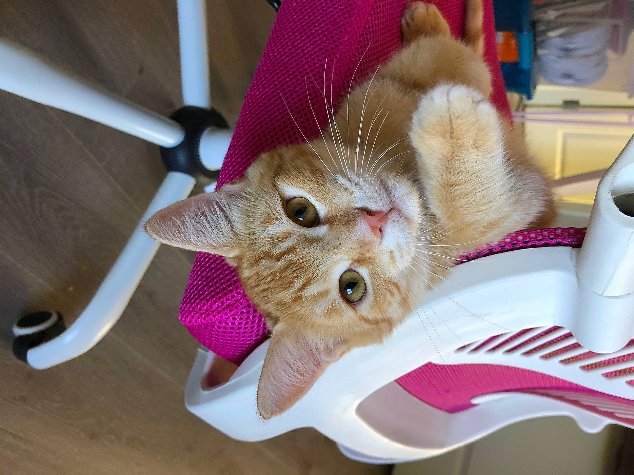 Nines is registered to the contest to win money with this photo: carnivore, cat, claw, domestic_short_haired_cat, ear, fawn, felidae, fur, kitchen_appliance, paper_towel, paw, small_to_medium_sized_cats, whiskers