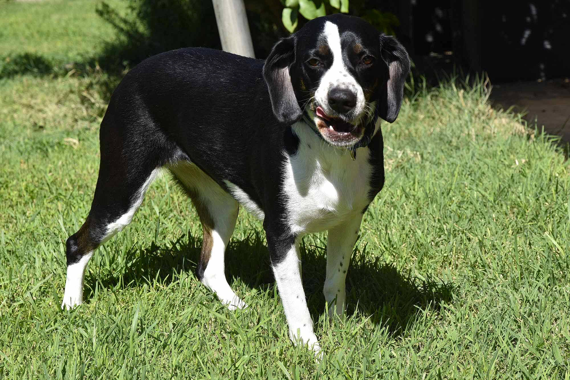 Mimi a rejoint le concours — aidez-le/la à gagner de superbes lots ! ball, canidae, carnivore, collar, companion_dog, dog, dog_breed, dog_collar, dog_supply, grass, gun_dog, non_sporting_group, paw, plant, snout, sporting_group, sports_equipment, tail, working_dog