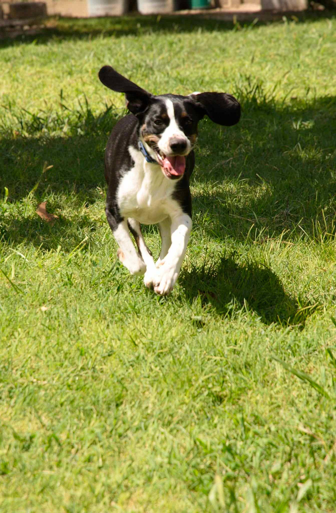 Mimi a rejoint le concours — aidez-le/la à gagner de superbes lots ! canidae, carnivore, companion_dog, dog, dog_breed, grass, grassland, groundcover, gun_dog, herding_dog, hunting_dog, mcnab, plant, tail, terrestrial_animal, working_animal, working_dog