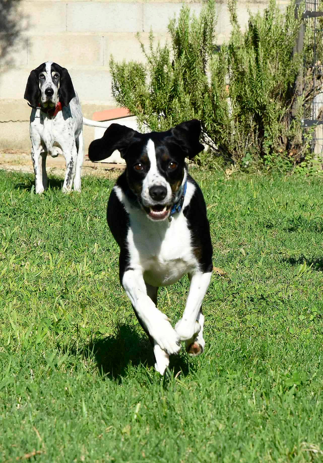 Mimi a rejoint le concours — aidez-le/la à gagner de superbes lots ! ball, canidae, carnivore, collar, companion_dog, dog, dog_breed, dog_collar, grass, groundcover, lawn, mcnab, plant, puppy, snout, tail, terrier, working_animal, working_dog, yard