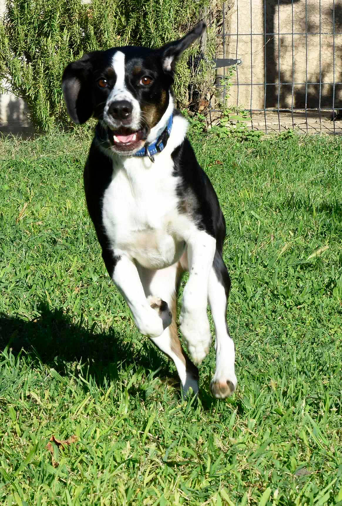 Mimi participe au concours pour gagner de l'argent avec cette photo : borador, canidae, carnivore, collar, companion_dog, dog, dog_breed, dog_collar, dog_supply, grass, herding_dog, mcnab, mesh, plant, snout, sporting_group, tail, whiskers, working_animal, working_dog