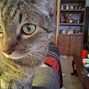 Archie joined the competition — help win amazing prizes! cat, tabby, close_up, green_eyes, whiskers, fur, couch, living_room, furniture, shelf, decoration, indoor, pet, animal, curious, blurred_background, cozy, domestic, mammal, household