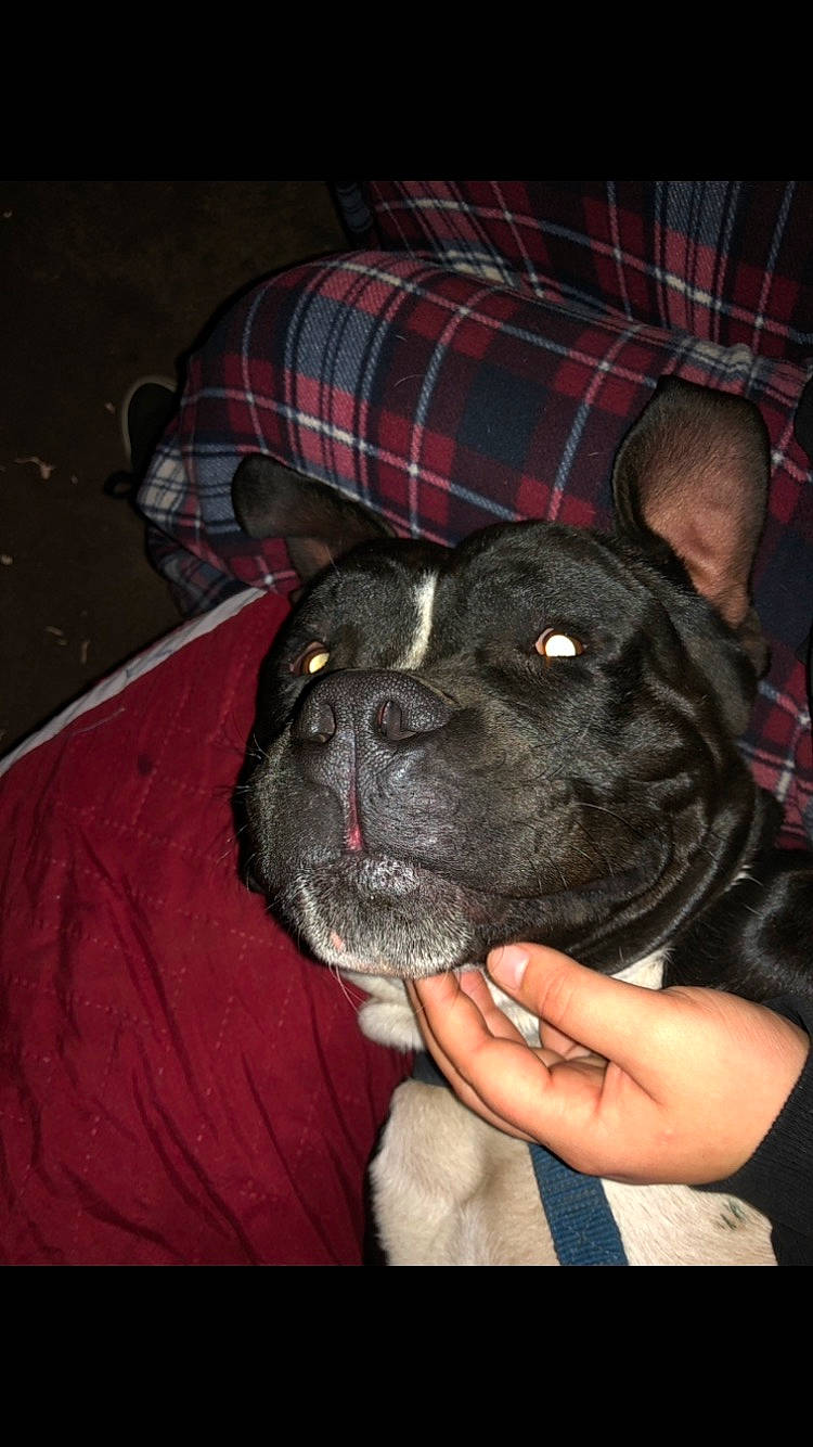 Shadow is registered to the contest to win money with this photo: bulldog, canidae, carnivore, comfort, companion_dog, dog, dog_breed, ear, fawn, fur, guard_dog, non_sporting_group, pattern, plaid, snout, sporting_group, tartan, toy_dog, whiskers, working_animal