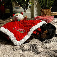 Smokey joined the competition — help win amazing prizes! blanket, carpet, christmas, cozy, decorations, dog, festive, fur, gift, green, holiday, home, indoors, pet, plush_toy, present, red, reindeer, sleeping, soft