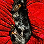 Smokey joined the competition — help win amazing prizes! animal, black, blanket, brown, comfort, cozy, curled_up, cute, dachshund, dog, fur, indoor, pet, puppy, red, relaxation, rest, sleeping, small, soft