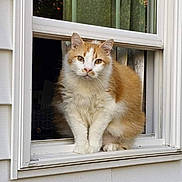 Romulus joined the competition — help win amazing prizes! cat, orange_cat, white_cat, window, open_window, house_siding, pet, animal, feline, curious, sitting, outdoor_reflection, glass, home, window_sill, looking, fur, whiskers, ears, nature_reflection