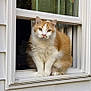 cat, orange_cat, white_cat, window, open_window, house_siding, pet, animal, feline, curious, sitting, outdoor_reflection, glass, home, window_sill, looking, fur, whiskers, ears, nature_reflection