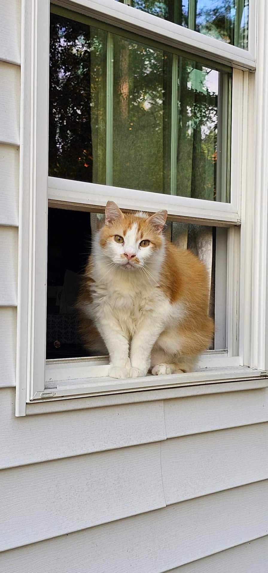 Romulus joined the competition — help win amazing prizes! cat, orange_cat, white_cat, window, open_window, house_siding, pet, animal, feline, curious, sitting, outdoor_reflection, glass, home, window_sill, looking, fur, whiskers, ears, nature_reflection