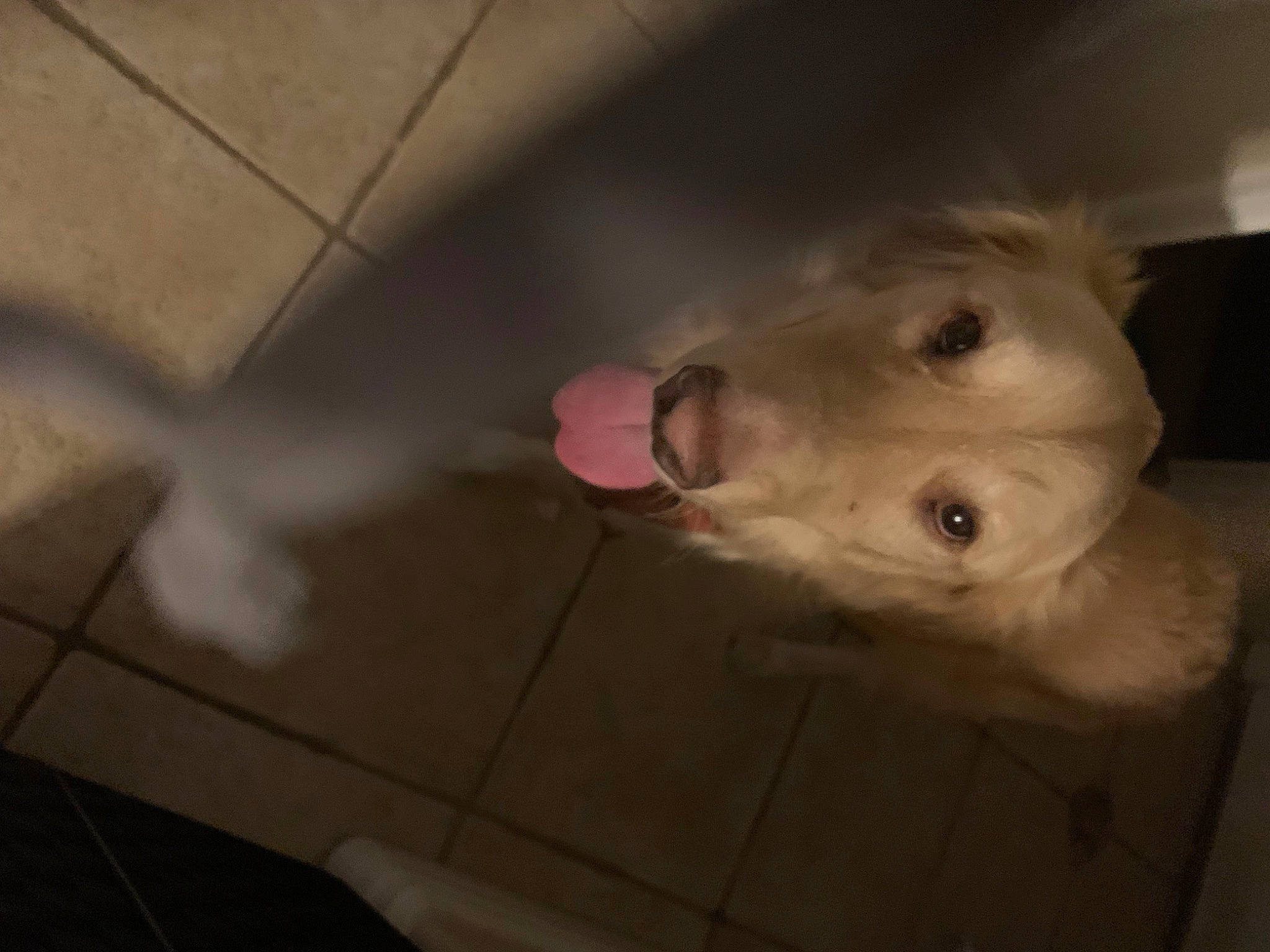 Casey is registered to the contest to win money with this photo: canidae, carnivore, ceiling, companion_dog, dog, dog_breed, fawn, floor, flooring, fur, hardwood, non_sporting_group, selfie, sporting_group, tail, tile_flooring, tints_and_shades, whiskers, wood, working_animal