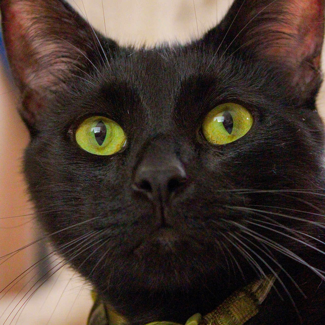 Puma joined the competition — help win amazing prizes! alert, animal, black_cat, cat, close_up, collar, curious, cute, domestic_cat, ears, face, feline, fur, green_eyes, indoor, looking_up, nose, pet, portrait, whiskers