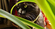 Puma joined the competition — help win amazing prizes! black_cat, cat, closeup, collar, colorful_background, curious, domestic_animal, feline, green_eyes, houseplant, indoor, leaves, nature, pet, plant, portrait, shadow, sunlight, whiskers, window_light