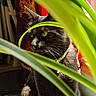 black_cat, cat, closeup, collar, colorful_background, curious, domestic_animal, feline, green_eyes, houseplant, indoor, leaves, nature, pet, plant, portrait, shadow, sunlight, whiskers, window_light