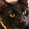 animal, bell, black_cat, cat, close_up, closeup, collar, curious, domestic_cat, face, feline, focus, fur, green_eyes, indoor, pet, portrait, soft_lighting, whiskers, yellow_collar