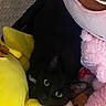 Puma is registered to the contest to win money with this photo: animal, black_cat, cat, closeup, comfort, cozy, cute, dark_fur, feline, green_eyes, indoor, looking_up, pet, pink_plush, plush_toys, resting, soft, stuffed_animal, toy, yellow_plush