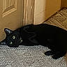 Puma is registered to the contest to win money with this photo: animal, black_cat, carpet, cat, collar, companion, cozy, curious, cute, domestic_animal, door, feline, floor, green_eyes, indoor, lying_down, pet, resting, sideways, wooden_door