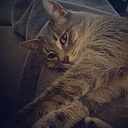 Maya participe au concours pour gagner de l'argent avec cette photo : animal, blanket, cat, closeup, cozy, cute, domestic, feline, fur, indoor, mammal, paw, pet, relaxed, resting, sleepy, soft, stretching, tabby, whiskers