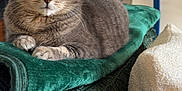 Maya participe au concours pour gagner de l'argent avec cette photo : animal, blanket, cat, clock, comfort, couch, cozy, domestic, ears, eyes, feline, fur, furniture, home, indoor, pet, relaxing, resting, tabby, whiskers