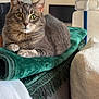 animal, blanket, cat, clock, comfort, couch, cozy, domestic, ears, eyes, feline, fur, furniture, home, indoor, pet, relaxing, resting, tabby, whiskers
