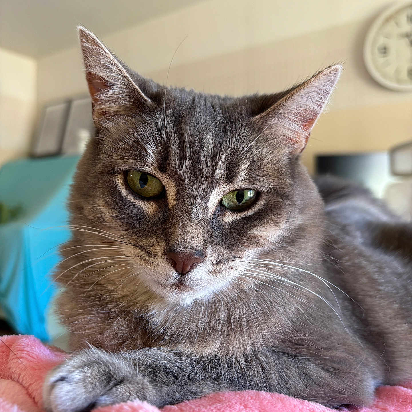 Maya participe au concours pour gagner de l'argent avec cette photo : animal, blanket, cat, close_up, comfortable, cozy, domestic_animal, ears, feline, fur, gray_tabby, green_eyes, household, indoor, lying_down, pet, pink_blanket, portrait, relaxed, whiskers