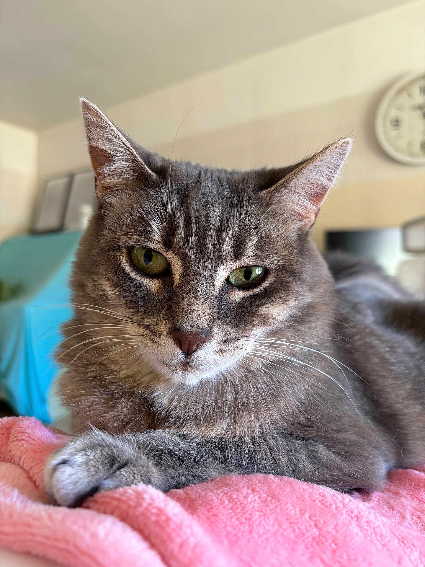 Maya