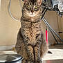 Maya a rejoint le concours — aidez-le/la à gagner de superbes lots ! cat, clothes, curious, domestic, ears, eyes, feline, floor, fur, household, indoor, ironing_board, pet, shadow, sitting, sunlight, tabby, tile_floor, toy, whiskers