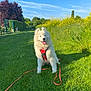 blue_sky, canine, dog, field, flowers, fluffy, grass, greenery, happy, harness, leash, nature, outdoor, pet, playful, summer, sunny_day, tongue_out, white_dog, yellow_flowers