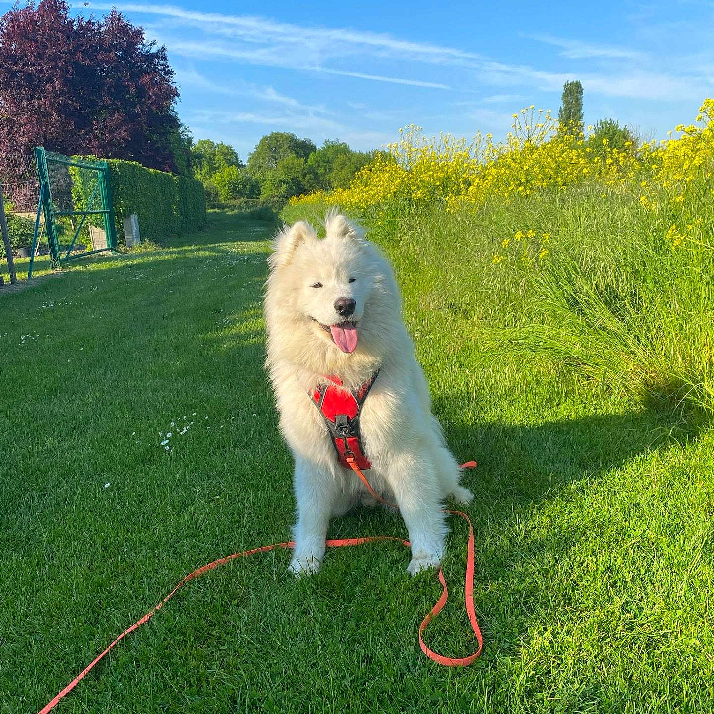 Oslo a rejoint le concours — aidez-le/la à gagner de superbes lots ! blue_sky, canine, dog, field, flowers, fluffy, grass, greenery, happy, harness, leash, nature, outdoor, pet, playful, summer, sunny_day, tongue_out, white_dog, yellow_flowers