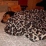 Haley joined the competition — help win amazing prizes! animal, bed, bedroom, black, blanket, brown, cabinet, comfort, cozy, dog, furniture, home, indoor, leopard_print, pattern, pet, relaxation, resting, sleepy, textile