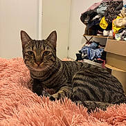 Blue participe au concours pour gagner de l'argent avec cette photo : cat, tabby, pet, feline, indoor, blanket, pink, fluffy, fur, striped, animal, cute, relaxed, bedroom, door, clothes, pile, stack, soft, domestic