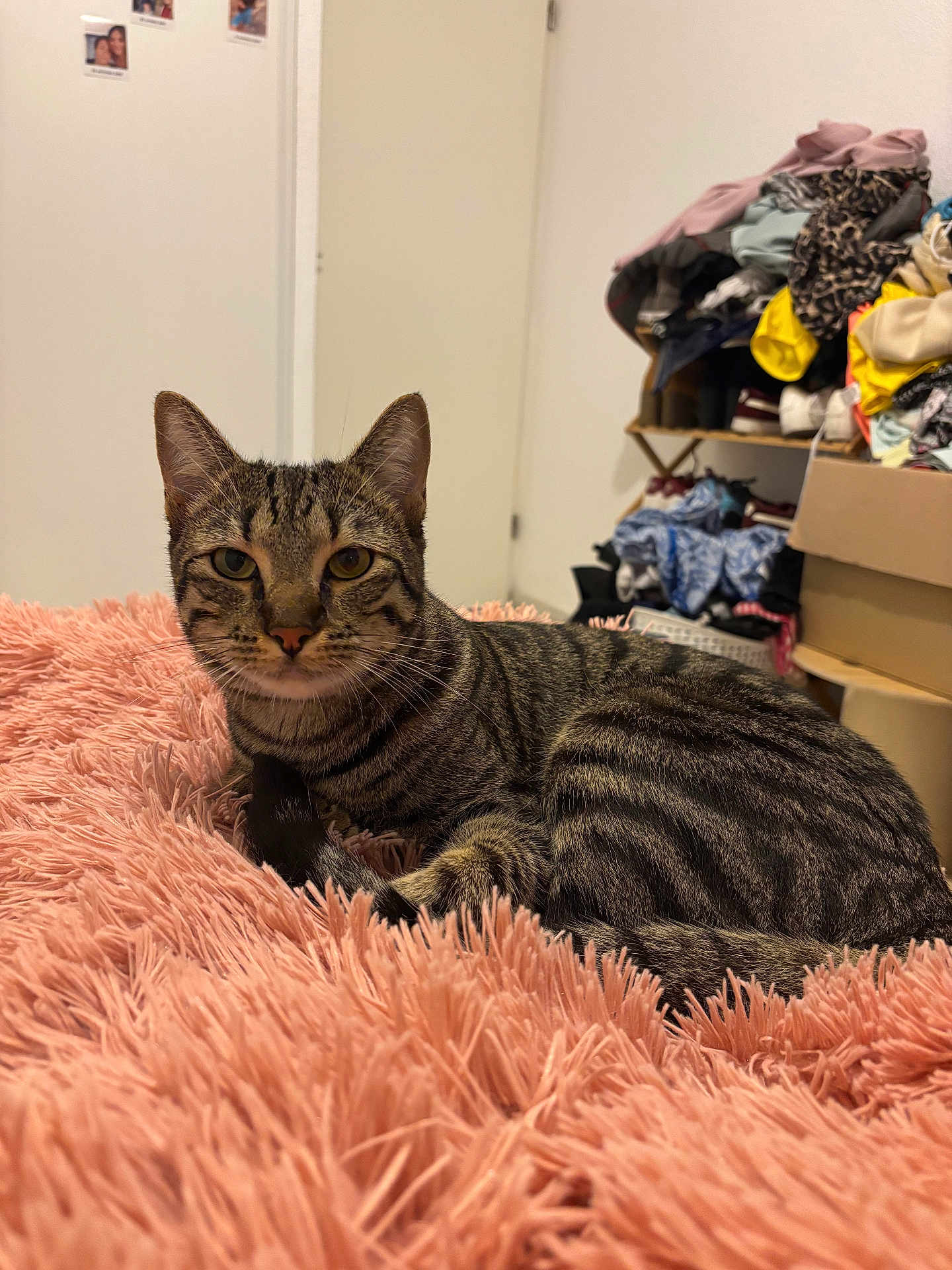 Blue participe au concours pour gagner de l'argent avec cette photo : cat, tabby, pet, feline, indoor, blanket, pink, fluffy, fur, striped, animal, cute, relaxed, bedroom, door, clothes, pile, stack, soft, domestic