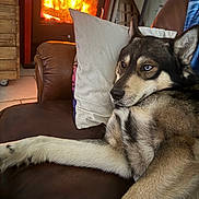 Tacos a rejoint le concours — aidez-le/la à gagner de superbes lots ! dog, couch, pillow, fireplace, fire, indoor, relaxed, brown, leather, fur, blue_eyes, pet, cozy, home, resting, comfort, warmth, living_room, animal, household