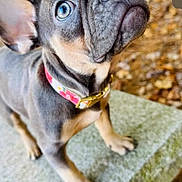 Zoëy joined the competition — help win amazing prizes! puppy, dog, blue_eyes, collar, floral_collar, close_up, curious, stone_surface, outdoor, animal, pet, young_dog, fur, ears, snout, paw, brown, gray, nature, background_blur