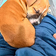 Agustina is registered to the contest to win money with this photo: puppy, dog, sleeping, curled_up, brown_fur, black_nose, closed_eyes, collar, blanket, blue_blanket, soft_texture, indoors, resting, cute, pet, animal, cozy, relaxed, fur, snout