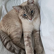 Ulysse participe au concours pour gagner de l'argent avec cette photo : cat, blue_eyes, fur, tail, whiskers, bed, white_bedding, relaxed, pet, animal, feline, striped_tail, close_up, indoor, cute, soft_lighting, resting, domestic_cat, laying, cozy