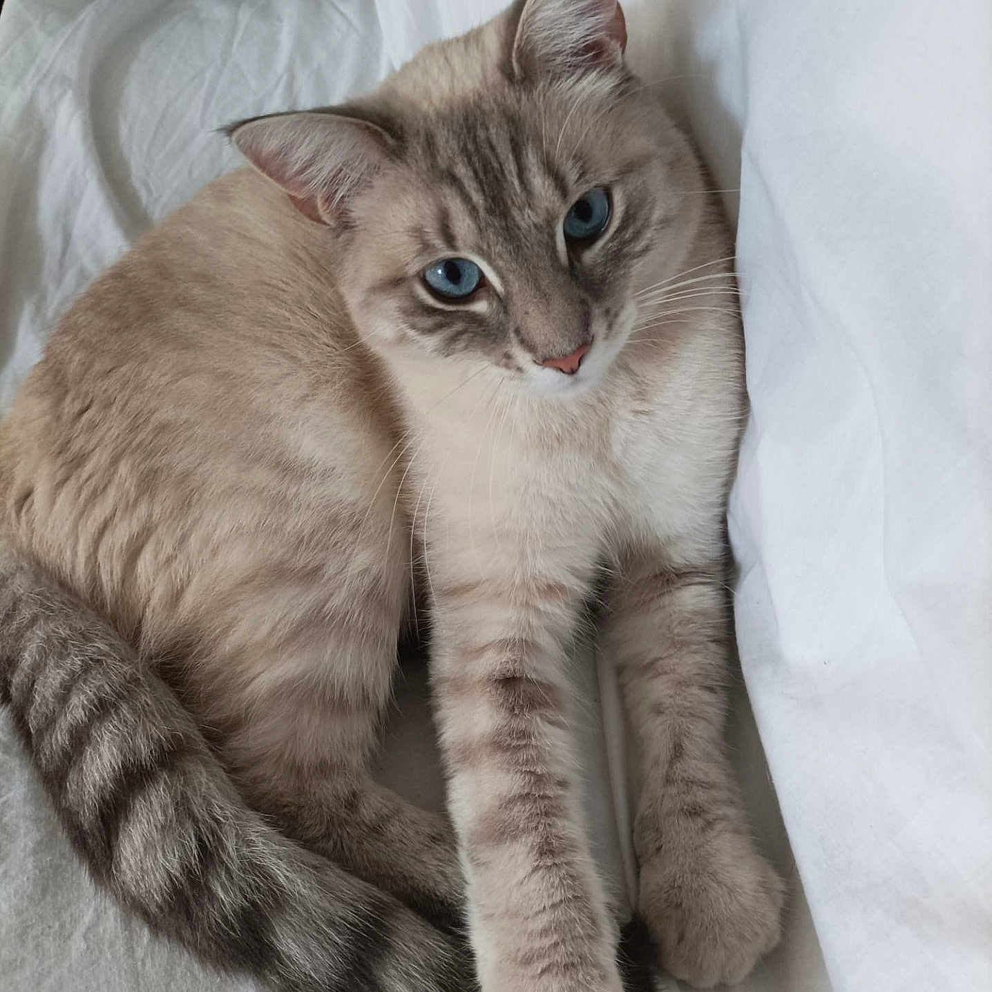 Ulysse participe au concours pour gagner de l'argent avec cette photo : animal, bed, blue_eyes, cat, close_up, cozy, cute, domestic_cat, feline, fur, indoor, laying, pet, relaxed, resting, soft_lighting, striped_tail, tail, whiskers, white_bedding