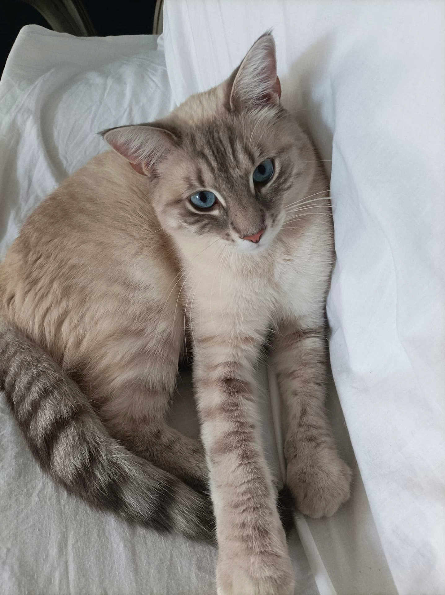 Ulysse participe au concours pour gagner de l'argent avec cette photo : cat, blue_eyes, fur, tail, whiskers, bed, white_bedding, relaxed, pet, animal, feline, striped_tail, close_up, indoor, cute, soft_lighting, resting, domestic_cat, laying, cozy