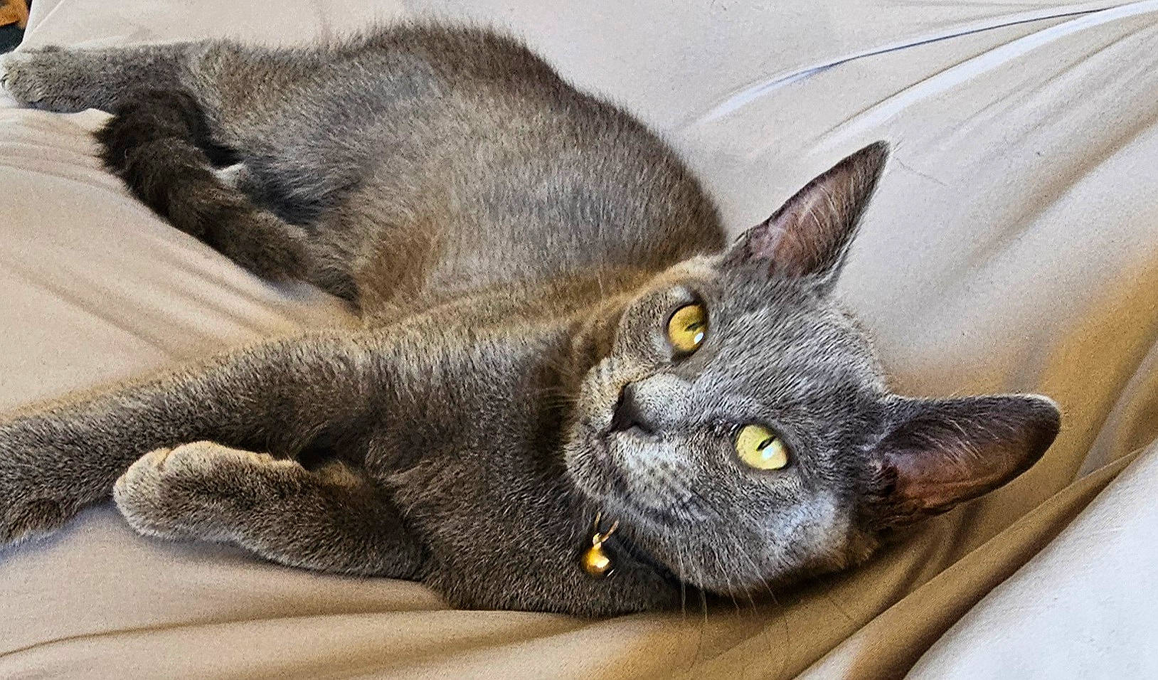 Oliver is registered to the contest to win money with this photo: black_cat, carnivore, cat, cat_supply, claw, comfort, domestic_short_haired_cat, felidae, fur, grey, head, russian_blue, small_to_medium_sized_cats, whiskers