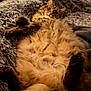 cat, furry, fluffy, relaxed, lying_down, pet, cozy, indoor, blanket, soft_texture, cute, whiskers, paws, sleepy, comfort, fur, animal, domestic, resting, tabby