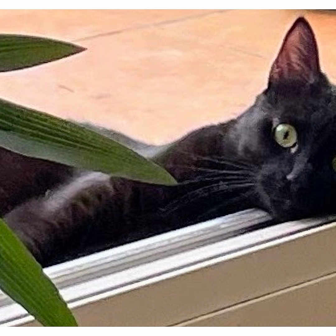 Vador a rejoint le concours — aidez-le/la à gagner de superbes lots ! animal, black_cat, cat, close_up, cozy, curious, domestic_cat, feline, houseplant, indoor, laying_down, leaf, looking, nature_indoor, pet, plant, relaxed, window, windowsill, yellow_eyes