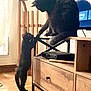 animal, black_cat, cabinet, cat, cute, domestic, feline, floor_tiles, home, indoor, interaction, natural_light, paw, pet, playful, shadow, television, two_cats, window, wooden_furniture