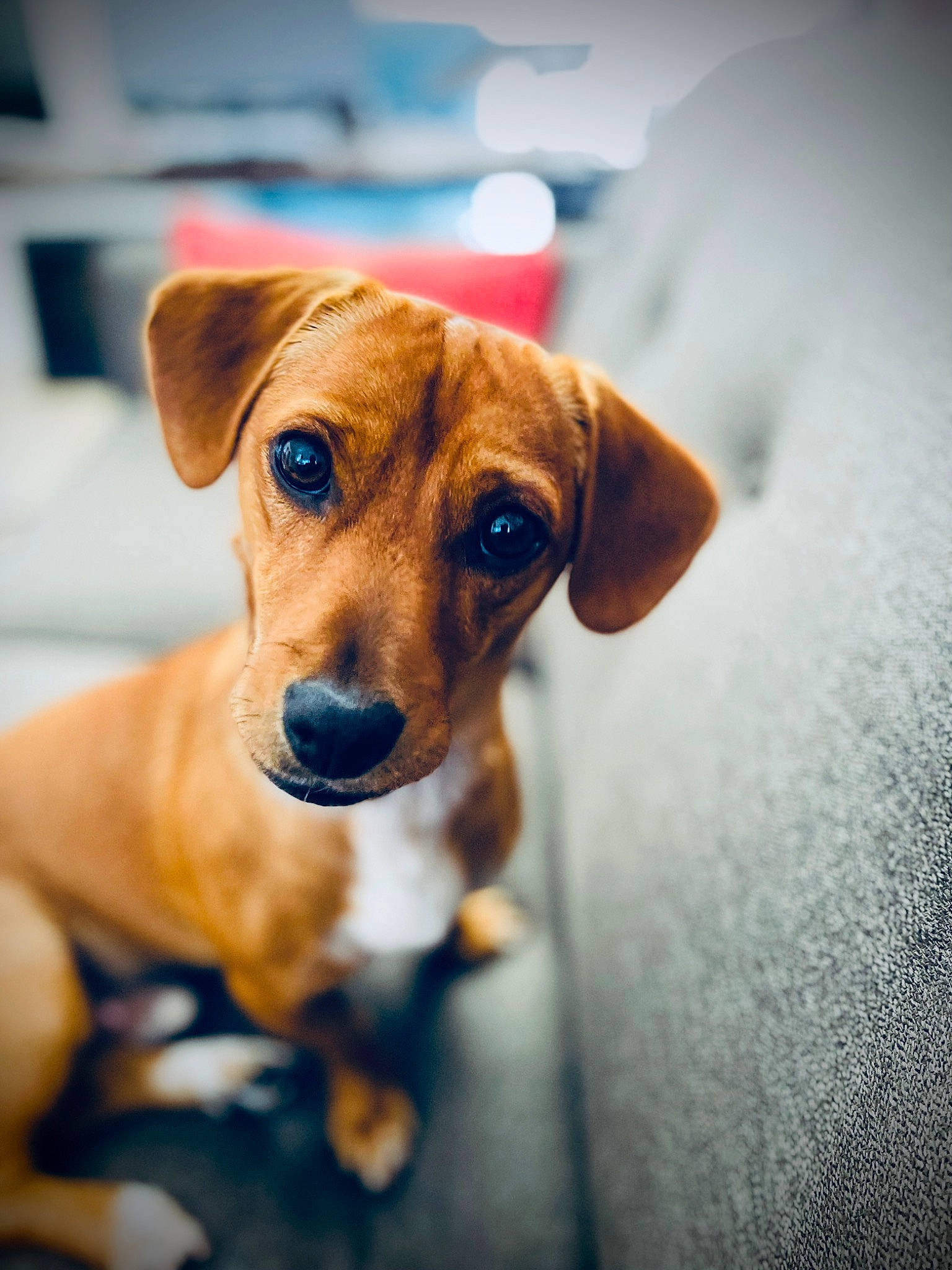 Eddie is registered to the contest to win money with this photo: canidae, carnivore, close_up, collar, companion_dog, dog, dog_breed, dog_collar, dog_supply, ear, fawn, pet_supply, puppy, snout, sporting_group, sunglasses, terrestrial_animal, whiskers, wood, working_animal