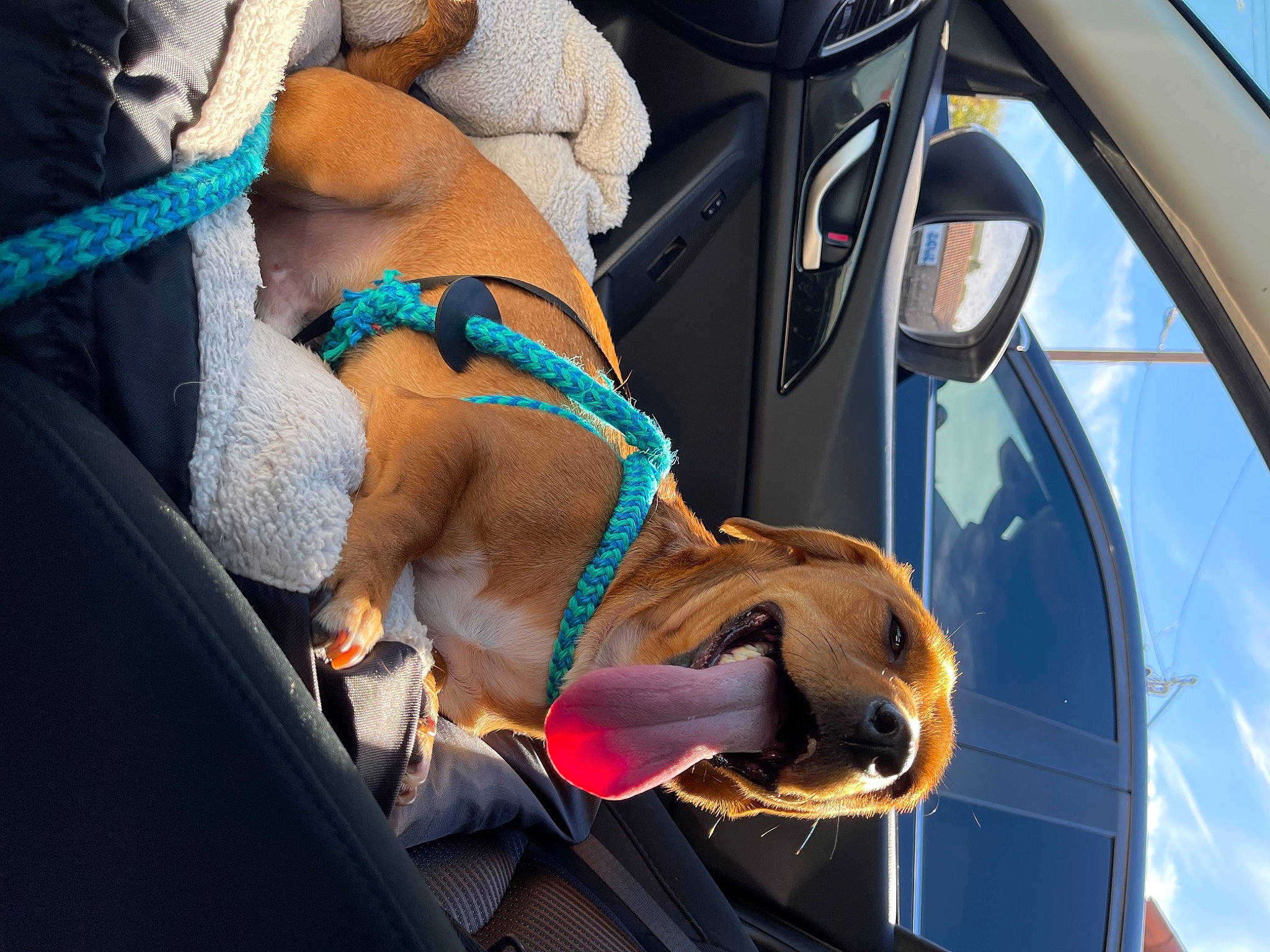 Eddie is registered to the contest to win money with this photo: auto_part, automotive_exterior, automotive_lighting, car, car_seat, car_seat_cover, carnivore, chest, dog, electric_blue, eyewear, fawn, motor_vehicle, seat_belt, snout, thigh, trunk, vehicle, vehicle_door, working_animal
