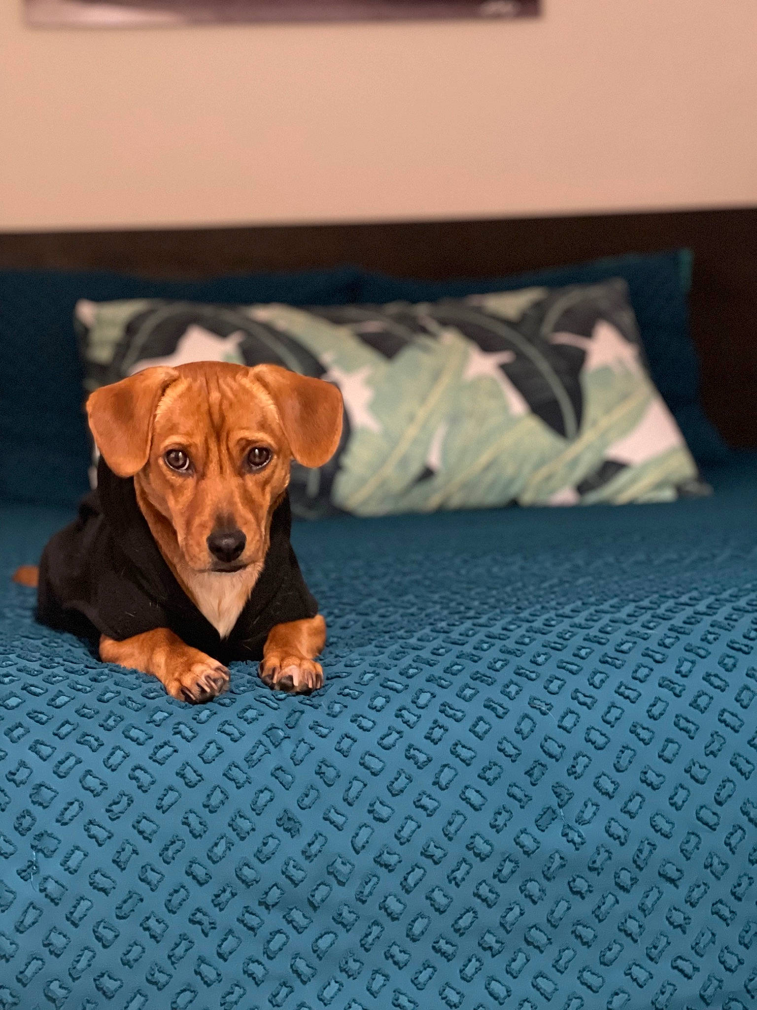 Eddie is registered to the contest to win money with this photo: carnivore, comfort, companion_dog, couch, dog, dog_breed, dog_supply, floor, flooring, fur, hardwood, linens, liver, paw, pet_supply, terrestrial_animal, wood, working_animal