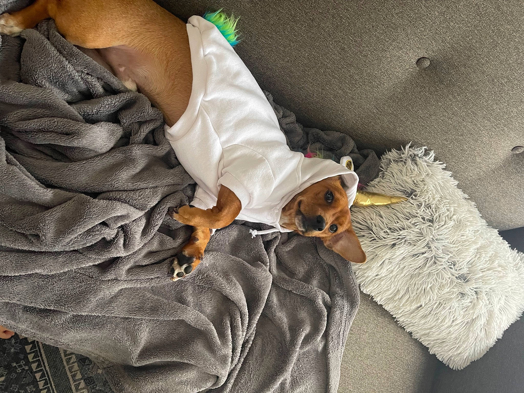 Eddie is registered to the contest to win money with this photo: bag, brown, carnivore, comfort, companion_dog, denim, dog, fawn, fur, human_leg, knee, linens, luggage_and_bags, mammal, nail, pattern, sleeve, textile, vertebrate, wrist